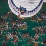 World Turtle Day: Asia Unites to Protect Endangered Turtles and Tortoises