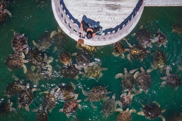World Turtle Day: Asia Unites to Protect Endangered Turtles and Tortoises World Turtle Day: Asia Unites to Protect Endangered Turtles and Tortoises