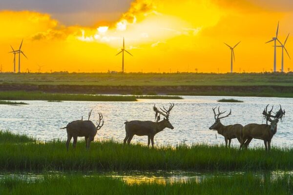 World Wetlands Day Highlights China's Progress in Restoration Efforts