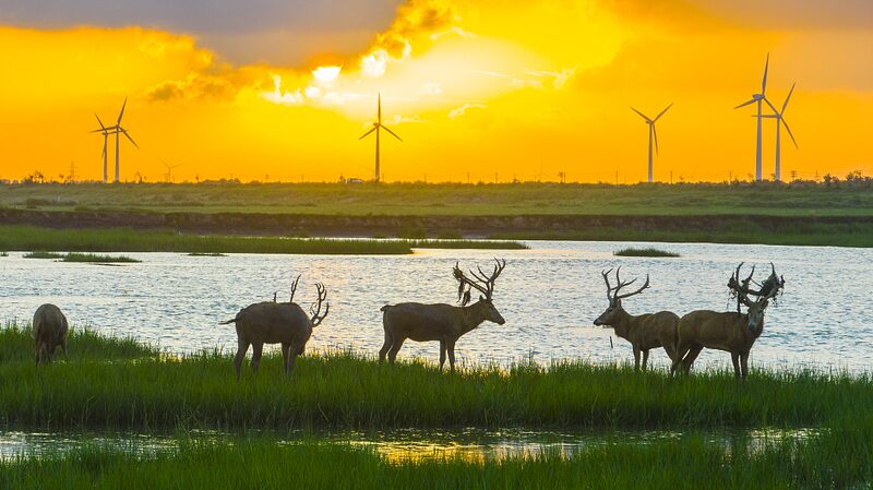 World Wetlands Day Highlights China's Progress in Restoration Efforts