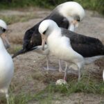 World_s_Oldest_Known_Albatross_Lays_Egg_at_74_in_Hawaii