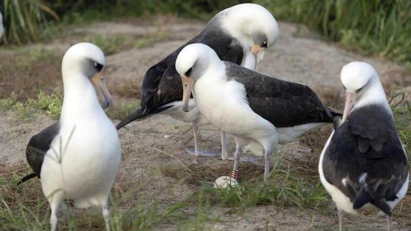 World_s_Oldest_Known_Albatross_Lays_Egg_at_74_in_Hawaii - Khabar Asia World_s_Oldest_Known_Albatross_Lays_Egg_at_74_in_Hawaii