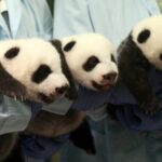 World_s_Only_Panda_Triplets_Celebrate_10th_Birthday_in_Guangzhou