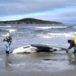 World_s_Rarest_Whale_Found_Washed_Ashore_in_New_Zealand - Khabar Asia World_s_Rarest_Whale_Found_Washed_Ashore_in_New_Zealand