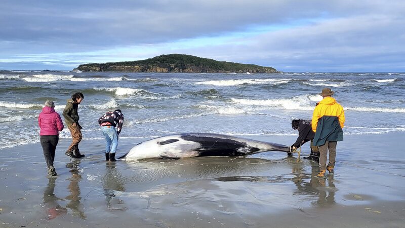 World_s_Rarest_Whale_Found_Washed_Ashore_in_New_Zealand - Khabar Asia World_s_Rarest_Whale_Found_Washed_Ashore_in_New_Zealand