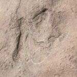 World_s_Smallest_Dinosaur_Footprints_Discovered_in_Northwest_China_s_Linxia_Geopark