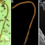 World's First Tapeworm Body Fossil Discovered in 100-Million-Year-Old Amber