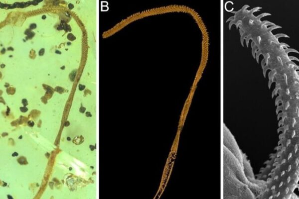 World’s First Tapeworm Body Fossil Discovered in 100-Million-Year-Old Amber World's First Tapeworm Body Fossil Discovered in 100-Million-Year-Old Amber