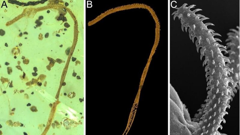 World's First Tapeworm Body Fossil Discovered in 100-Million-Year-Old Amber