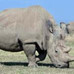 World's First White Rhino IVF Pregnancy Offers Hope for Endangered Subspecies