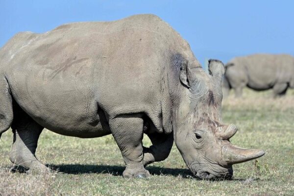 World’s First White Rhino IVF Pregnancy Offers Hope for Endangered Subspecies World's First White Rhino IVF Pregnancy Offers Hope for Endangered Subspecies