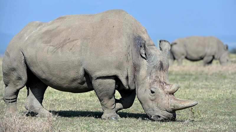 Worlds_First_White_Rhino_IVF_Pregnancy_Offers_Hope_for_Endangered_Subspecies - Khabar Asia World's First White Rhino IVF Pregnancy Offers Hope for Endangered Subspecies