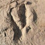 World's Largest Deinonychosaur Tracks Unearthed in Fujian, China