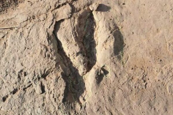 World’s Largest Deinonychosaur Tracks Unearthed in Fujian, China World's Largest Deinonychosaur Tracks Unearthed in Fujian, China