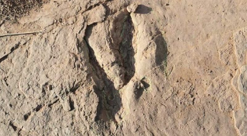 Worlds_Largest_Deinonychosaur_Tracks_Unearthed_in_Fujian_China - Khabar Asia World's Largest Deinonychosaur Tracks Unearthed in Fujian, China