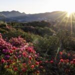 World's Largest Natural Azalea Garden in Full Bloom at Baili Nature Reserve, Guizhou