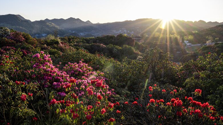 World's Largest Natural Azalea Garden in Full Bloom at Baili Nature Reserve, Guizhou