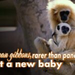 World's Rarest Primate, the Hainan Gibbon, Welcomes New Baby video poster