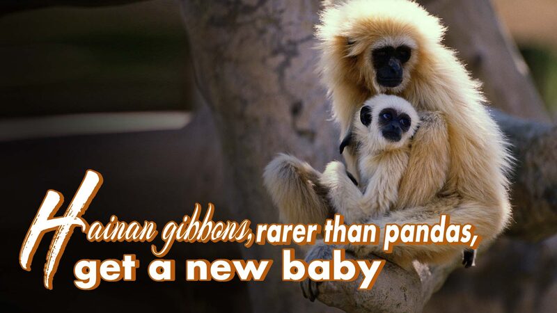 Worlds_Rarest_Primate_the_Hainan_Gibbon_Welcomes_New_Baby_poster - Khabar Asia World's Rarest Primate, the Hainan Gibbon, Welcomes New Baby video poster