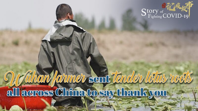 Wuhan_Farmer_Shares_Lotus_Roots_Nationwide_as_a_Heartfelt_Thank_You_poster - Khabar Asia Wuhan Farmer Shares Lotus Roots Nationwide as a Heartfelt Thank You video poster