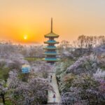 Wuhan's Donghu Moshan Cherry Blossom Park: A Spectacular Spring Destination