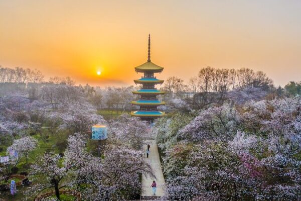Wuhan’s Donghu Moshan Cherry Blossom Park: A Spectacular Spring Destination Wuhan's Donghu Moshan Cherry Blossom Park: A Spectacular Spring Destination