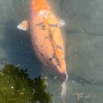 Wuxi_s_Beloved_Chubby_Fish__A_30_Year_Old_Local_Celebrity video poster