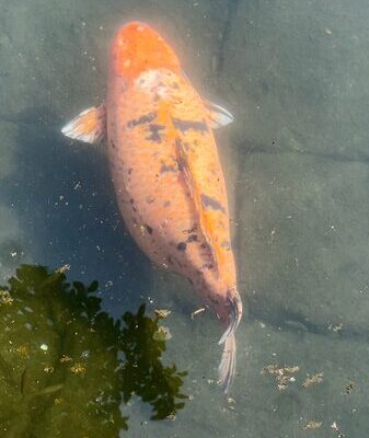 Wuxi’s Beloved Chubby Fish: A 30-Year-Old Local Celebrity Wuxi_s_Beloved_Chubby_Fish__A_30_Year_Old_Local_Celebrity video poster
