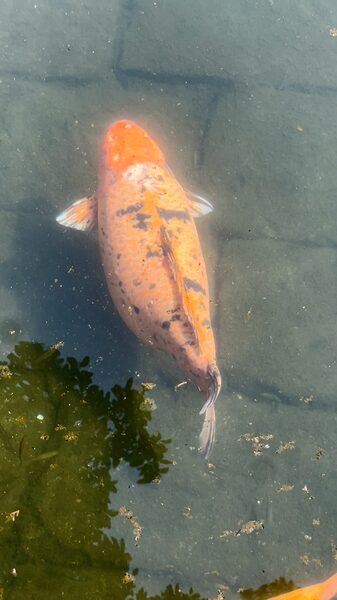 Wuxi_s_Beloved_Chubby_Fish__A_30_Year_Old_Local_Celebrity_poster - Khabar Asia Wuxi_s_Beloved_Chubby_Fish__A_30_Year_Old_Local_Celebrity video poster