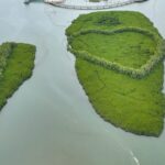 Xiamen's Thriving Mangroves: A Success Story in Ecological Restoration
