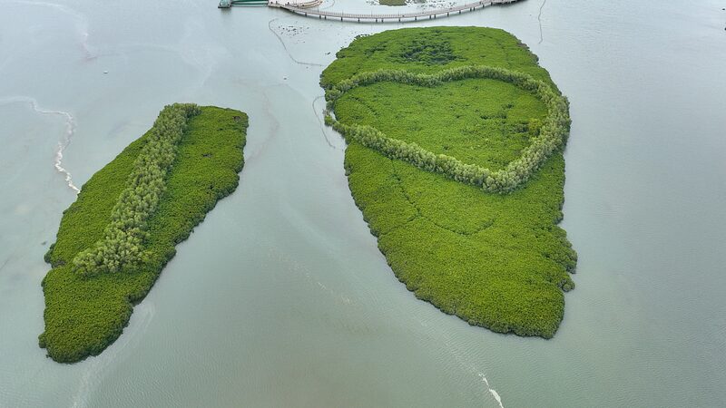 Xiamen's Thriving Mangroves: A Success Story in Ecological Restoration