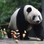 Xiang Xiang, Beloved Panda Born in Japan, Celebrates 7th Birthday in China