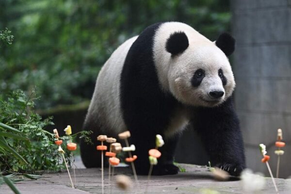 Xiang Xiang, Beloved Panda Born in Japan, Celebrates 7th Birthday in China Xiang Xiang, Beloved Panda Born in Japan, Celebrates 7th Birthday in China