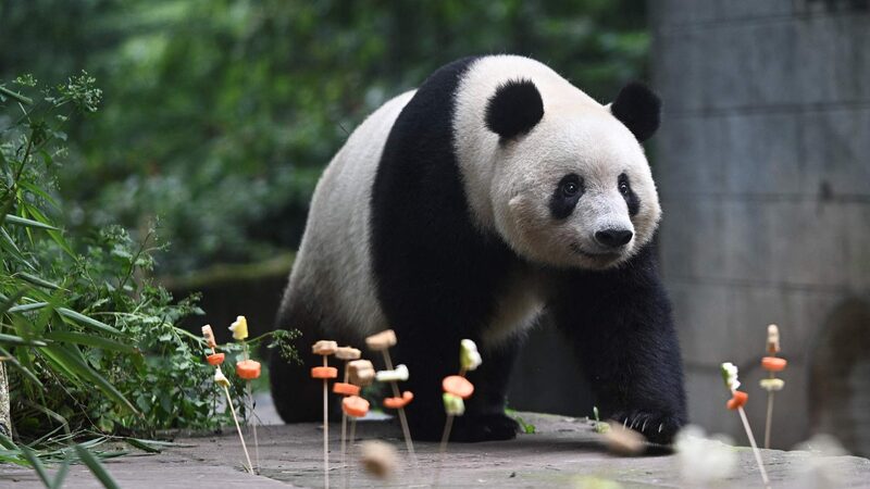 Xiang_Xiang_Beloved_Panda_Born_in_Japan_Celebrates_7th_Birthday_in_China - Khabar Asia Xiang Xiang, Beloved Panda Born in Japan, Celebrates 7th Birthday in China