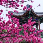 Xiangshan Park in Beijing Blooms into a Springtime Paradise video poster