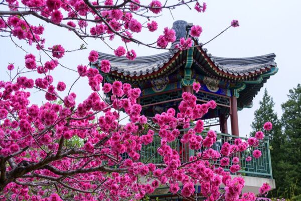 Xiangshan Park in Beijing Blooms into a Springtime Paradise video poster