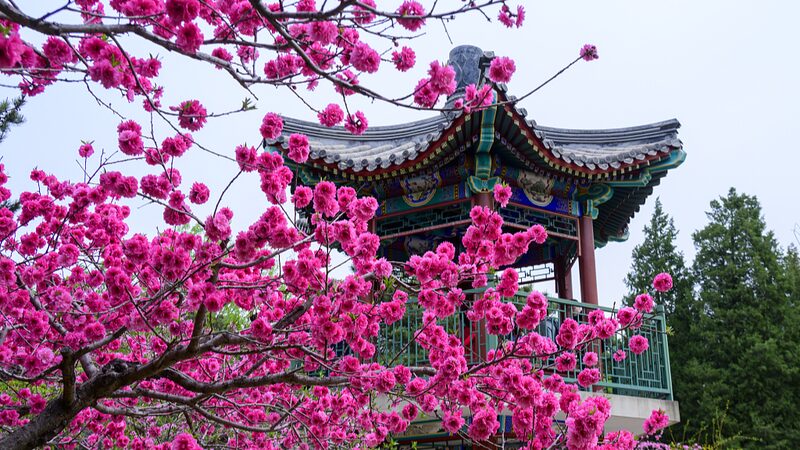 Xiangshan_Park_in_Beijing_Blooms_into_a_Springtime_Paradise_poster - Khabar Asia Xiangshan Park in Beijing Blooms into a Springtime Paradise video poster