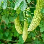 Xiaoman: Embracing Bitter Vegetables in China's Summer Tradition