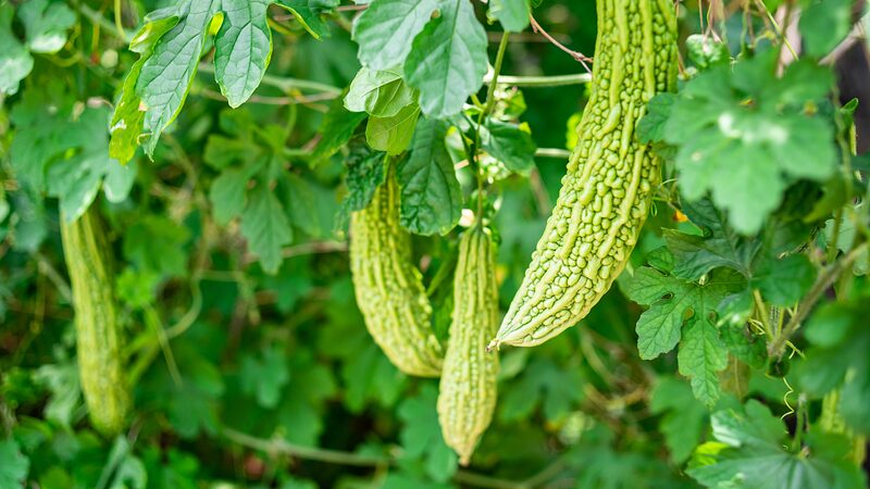 Xiaoman_Embracing_Bitter_Vegetables_in_Chinas_Summer_Tradition - Khabar Asia Xiaoman: Embracing Bitter Vegetables in China's Summer Tradition