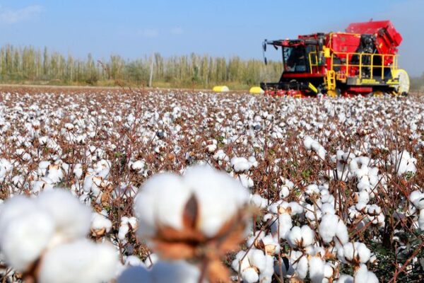 Xinjiang Cotton Harvest Sets New National Yield Record Xinjiang_Cotton_Harvest_Sets_New_National_Yield_Record