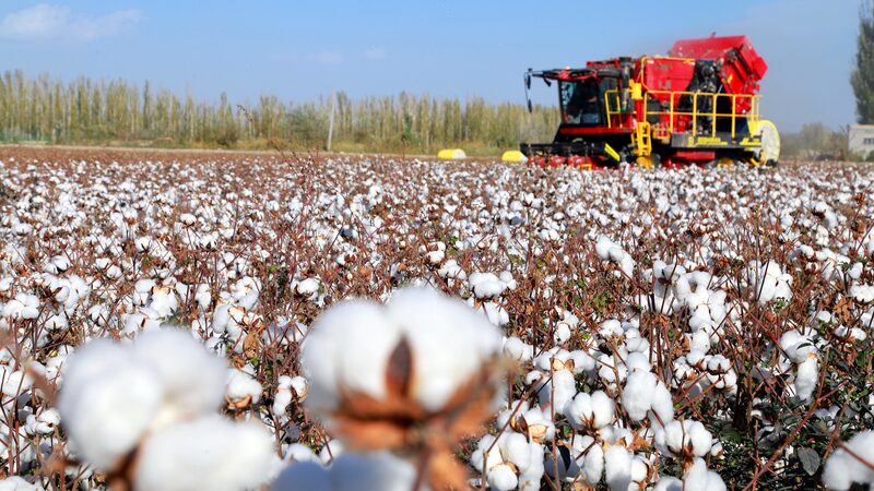 Xinjiang_Cotton_Harvest_Sets_New_National_Yield_Record - Khabar Asia Xinjiang_Cotton_Harvest_Sets_New_National_Yield_Record