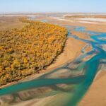 Xinjiang Diverts Floodwater to Rejuvenate Tarim Desert Poplar Forests