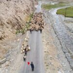 Xinjiang Herders Embrace Mechanization in Seasonal Livestock Migration video poster