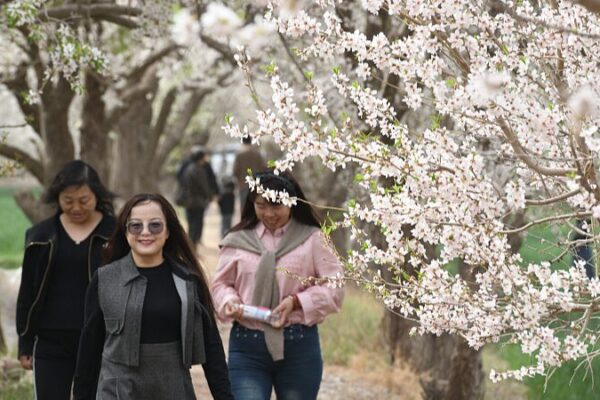 Xinjiang Sees Over 62% Boost in Tourism Revenue During Qingming Festival Xinjiang Sees Over 62% Boost in Tourism Revenue During Qingming Festival