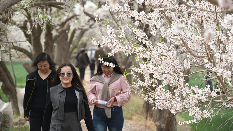 Xinjiang Sees Over 62% Boost in Tourism Revenue During Qingming Festival