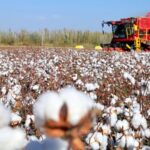 Xinjiang_Sets_New_Cotton_Yield_Record_with_High_Tech_Harvest