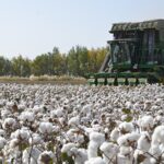 Xinjiang_s_Cotton_Output_Soars_to_Record_High_in_2024