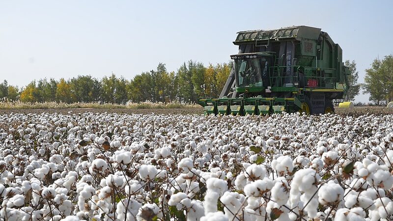Xinjiang_s_Cotton_Output_Soars_to_Record_High_in_2024