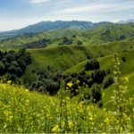 Xinjiang_s_Nalati_Grassland_Bursts_into_Bloom_with_Mountain_Flowers - Khabar Asia Xinjiang_s_Nalati_Grassland_Bursts_into_Bloom_with_Mountain_Flowers