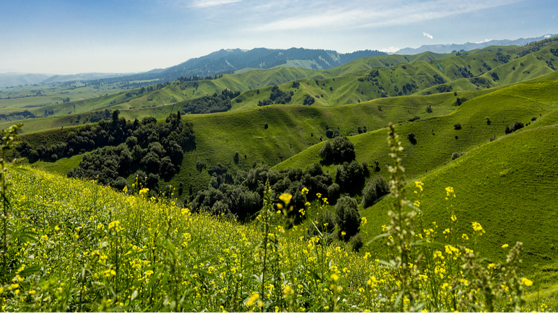 Xinjiang_s_Nalati_Grassland_Bursts_into_Bloom_with_Mountain_Flowers